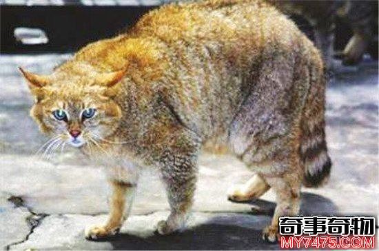 世界上最凶的猫排行榜 难道帕拉斯猫是传说中的史前大猫
