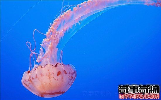 世界十大最美水母 盘点世界最美的海洋精灵