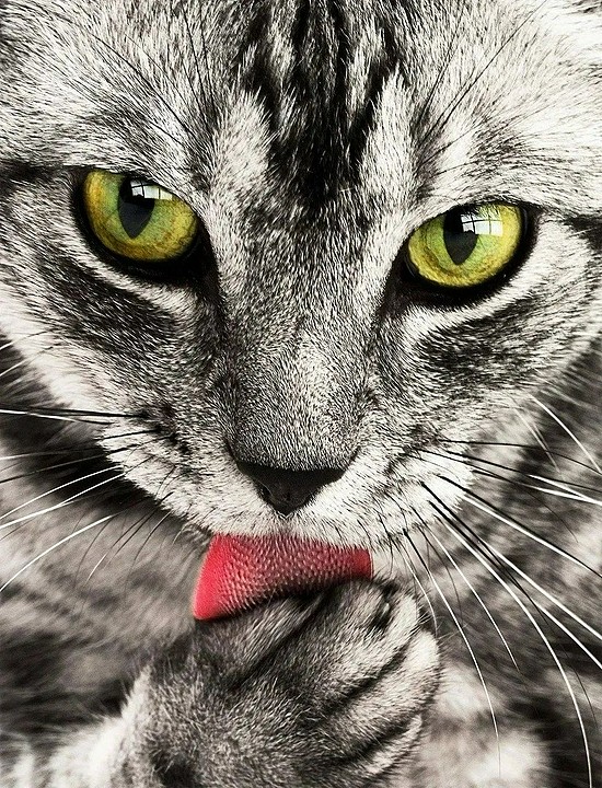 为什么猫咪感受不到甜味，却对苦味格外敏感？ - 1
