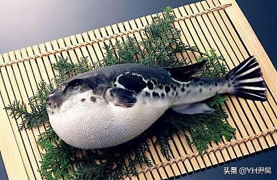 揭秘日本水怪之谜，传说中的日本水怪会是一种濒临灭绝的鱼吗？
