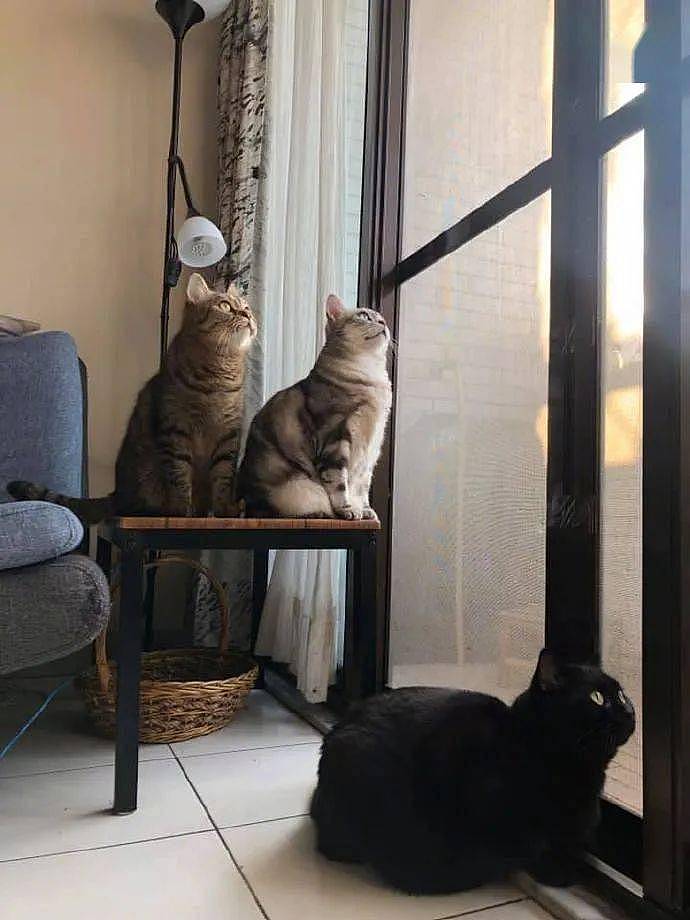 猫看窗外很投入，然后又有猫加入，后来才发现是在看鸟生蛋！ - 5