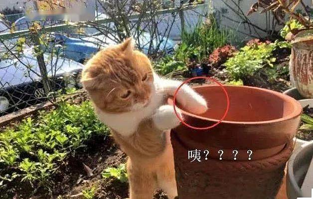 猫咪把小鱼干藏在花盆里，主人悄悄拿走全部鱼干，猫咪的反应亮了 - 2