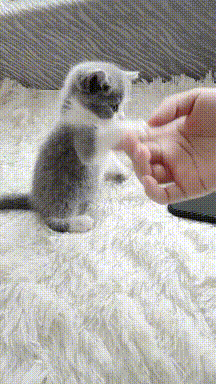 搞笑GIF趣图:可爱的喵星人，握个手吧！ - 1