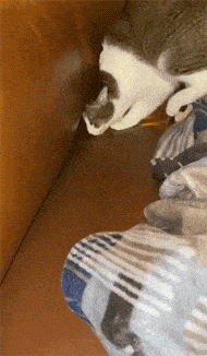 沙发缝隙已经这么小了，但猫看后还试着想钻进去，还成功了！ - 1