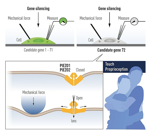 Patapoutian使用培养的机械敏感细胞鉴定了一个由机械力激活的离子通道。经过艰苦的研究工作，他们识别出了Piezo1。通过研究与Piezo1相似的基因，研究者发现了第二个离子通道（Piezo2）。
