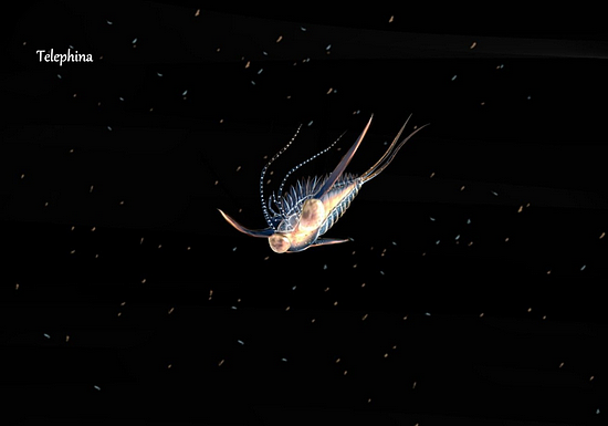 在夜间潜入深水，探索海洋古生物的绚丽 - 6