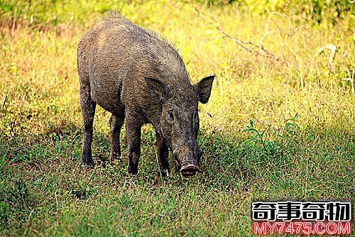 世界上最小的猪 身长30厘米全世界还剩150头