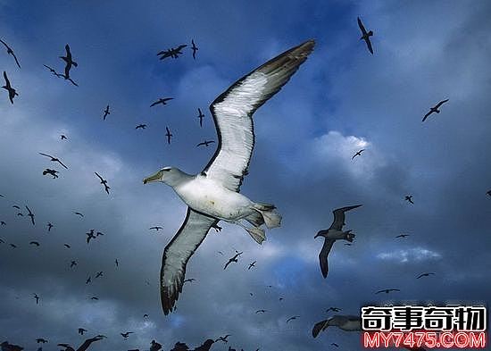世界上最大的飞鸟 竟然也是搏击海浪的勇者