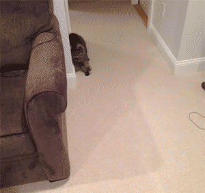 搞笑GIF趣图:一只喝醉了的猫咪，走起路来都是摇摇摆摆！ - 1