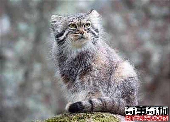 世界上最凶的猫排行榜 难道帕拉斯猫是传说中的史前大猫