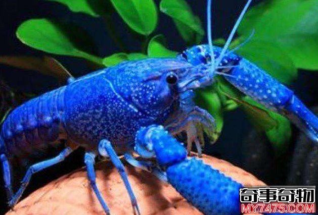 世界上最稀有颜色的小龙虾（通体呈宝蓝色）