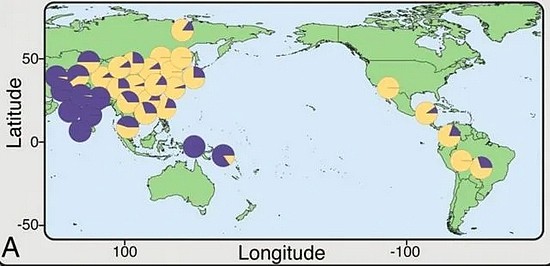 EDARV370A基因型（饼图黄色）在现代世界各地的出现频率，可以看到东北亚一片黄。