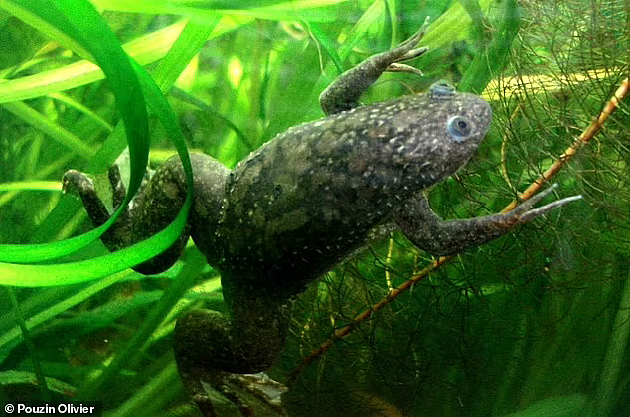 据悉，研究人员对非洲爪蛙进行了实验，他们在青蛙残肢上外敷圆顶状“BioDome”硅胶生物反应器，与残肢保持接触24小时，这种短暂的治疗需要18个月的生长周期，才能完全恢复腿部功能。