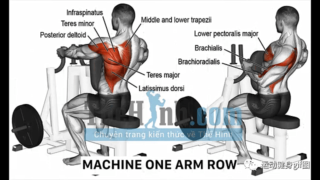 163个肌肉训练图谱，什么动作练哪块肌肉一次看明白 - 114