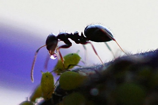 蚂蚁取食蚜虫排出的蜜露。图片来源：Wiki Commons， CC-BY 2.5