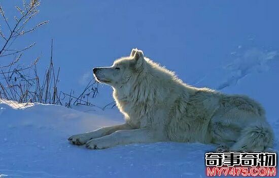 世界上最大的狼 我们眼中的庞然大物