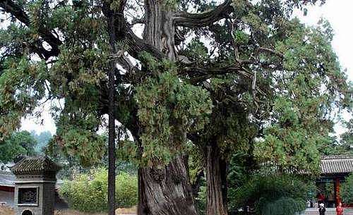 世界上最古老的一棵树（至今活了7200多年）