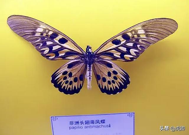 世界上第一漂亮的蝴蝶（世界8大名贵蝴蝶 第1是中国特有种）