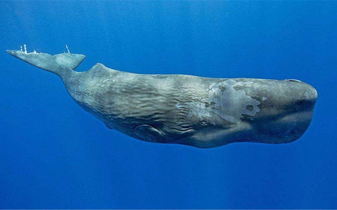 为何潜艇只能下潜800米，而鲸鱼却可下潜到上千米的海底深渊呢？ - 4
