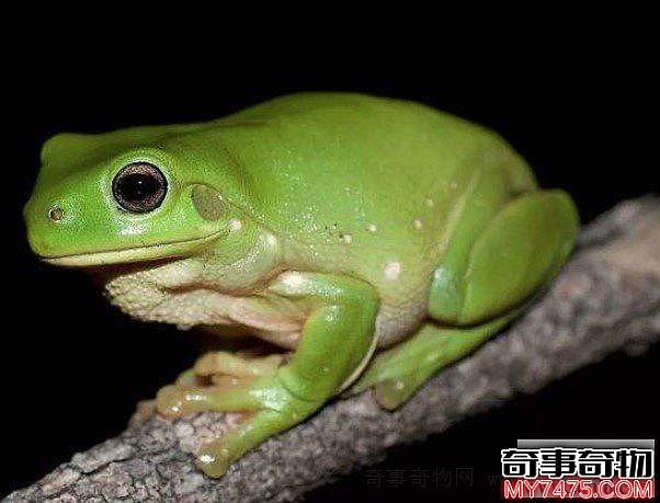 世界上最可爱的青蛙（憨厚的外表体形肥胖可爱）