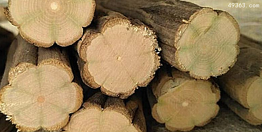 降龙木是怎么用于辟邪的，降龙木的功效与作用