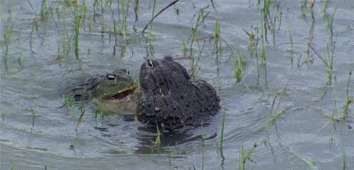 搞笑GIF趣图：第一次见蛙类打架，原来是这样的 - 18