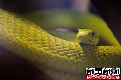 世界十大毒蛇排名 猎杀第一种蛇会负法律责任