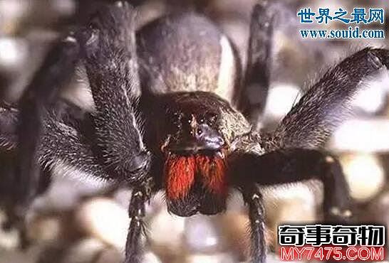 漏斗网蜘蛛 世界上最致命的蜘蛛 15分钟内死亡