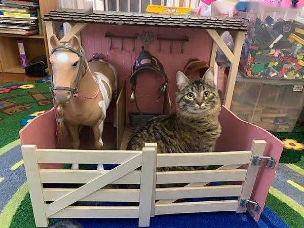 一进房间开灯，就发现猫待在女儿玩的马厩玩具里，把自己当马？ - 3