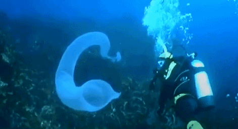 十几米长的巨型怪虫吓坏潜水员，一张大嘴堪称海洋版“沙虫” - 2