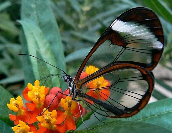 　玻璃翼蝶 