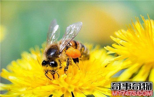 关于蜜蜂的十大事实 蜜蜂能够适应太空生活