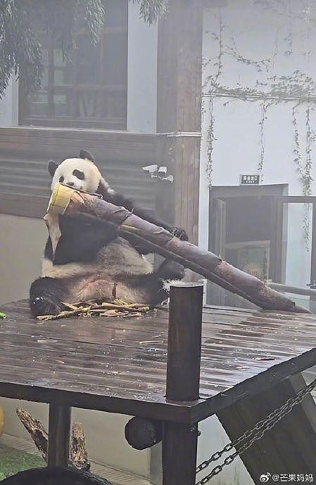 发出今天的第一声爆笑，住在竹海里的大熊猫吃的竹笋跟个大炮似的 - 3