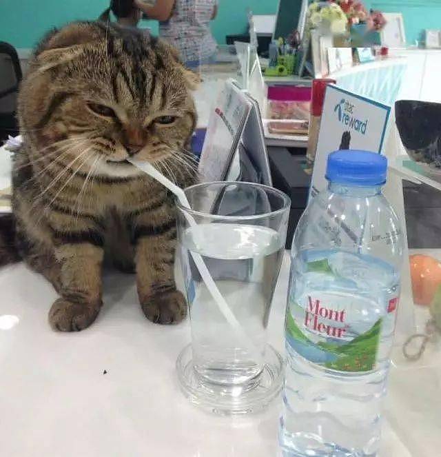 主人带猫咪公司加班，口渴给猫咪弄杯水喝，简直戏精了 - 1