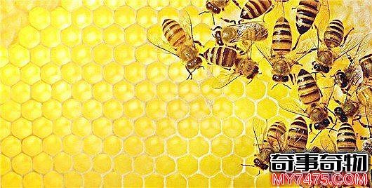 关于蜜蜂的十大事实 蜜蜂能够适应太空生活