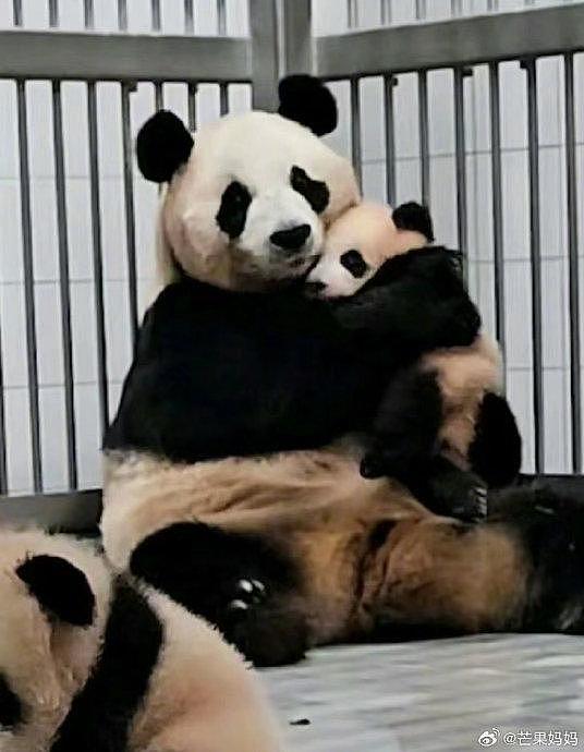 哈哈哈哈哈网友说这两张图像大熊猫离异带俩娃，好人里人气呀 - 1