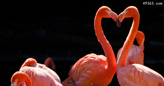 火烈鸟代表的寓意是什么， 火烈鸟象征什么爱情