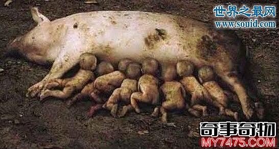 云南母猪生下8个小孩 人猪杂交根本不可能
