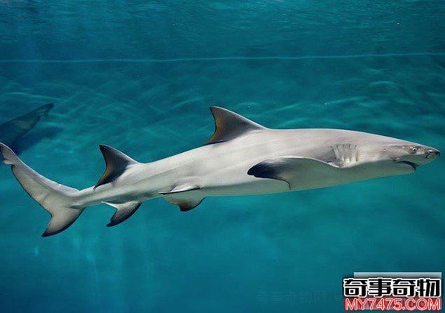 世界上最凶猛鲨鱼柠檬鲨