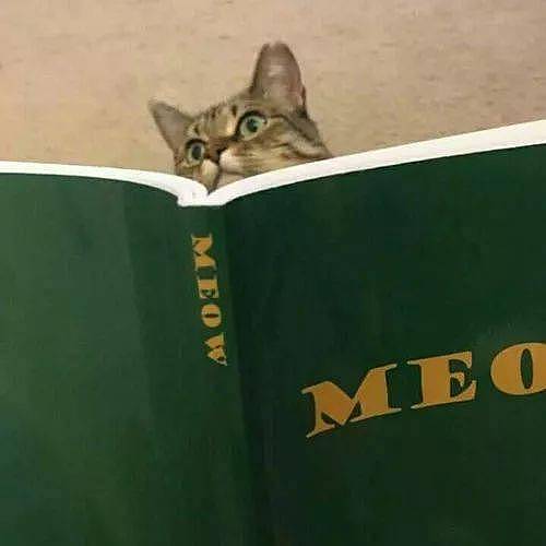 主人给猫买了本学猫叫的书，猫看后：奴才，你484傻？ - 2