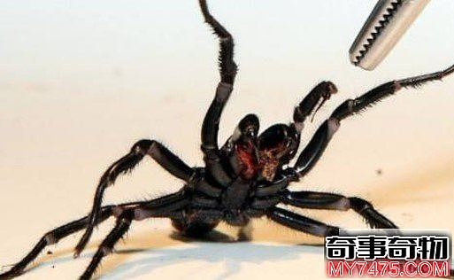 世界上最恐怖最毒蜘蛛 毒液毒死8人