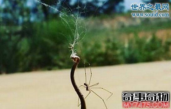 剧毒杀手幽灵蛛 这种小蜘蛛能秒杀2米长蛇