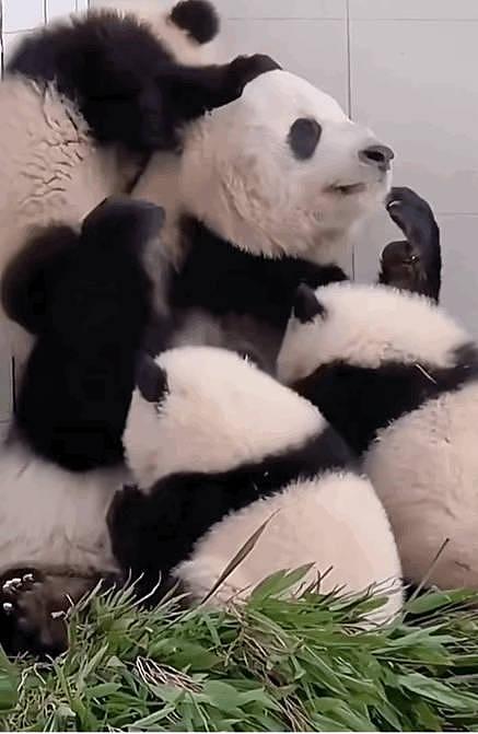 看到了熊猫届仨娃妈，隔着屏幕都感受到了熊妈的生无可恋 - 2