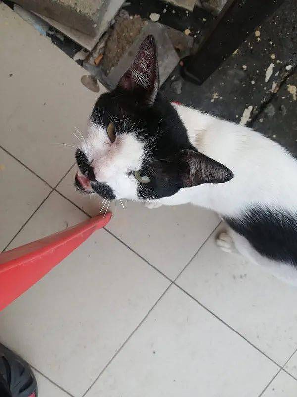 网友在街头遇到一猫来要吃的，看它的面相，是挺凶的！ - 2