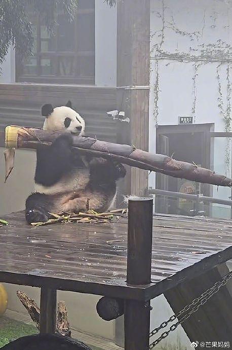 发出今天的第一声爆笑，住在竹海里的大熊猫吃的竹笋跟个大炮似的 - 4