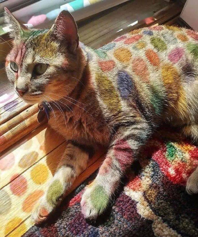 透过贴纸的阳光，将我家的阿猫染成了彩色！ - 2