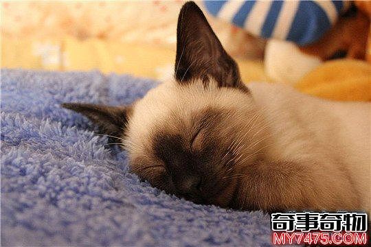 世界十大著名的宠物猫 布偶猫最温顺 缅因猫最霸气