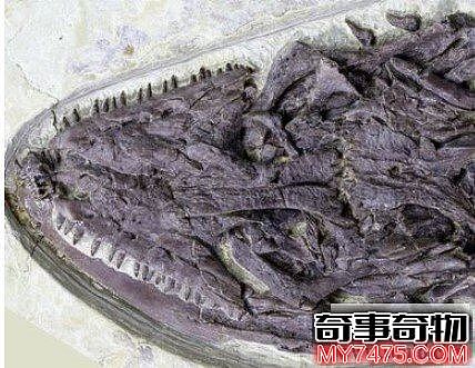 一亿年前蜥蜴吃古代小龙虾