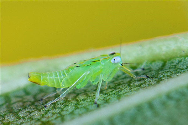 自然界中繁殖最快的昆虫  蚜虫4-5天就能繁殖 - 1