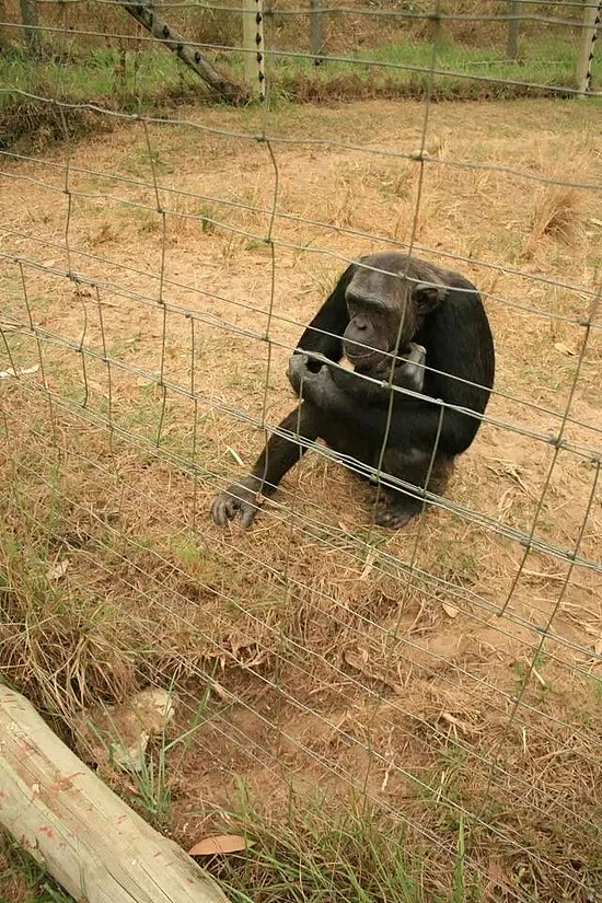 挖地道、翻围栏、偷钥匙……这些猩猩为什么要逃跑？ - 8